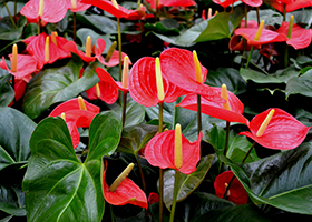 anthurium.jpg