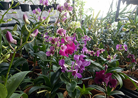 dendrobium.jpg