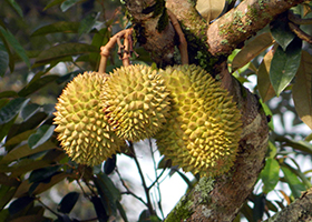durian.jpg