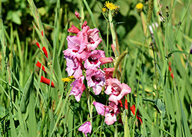 gladiol.jpg