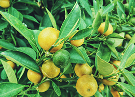 jeruklemon.jpg