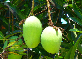 mangga.jpg